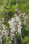 Black locust